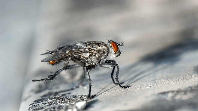 Cómo prevenir y combatir las plagas de insectos en casa