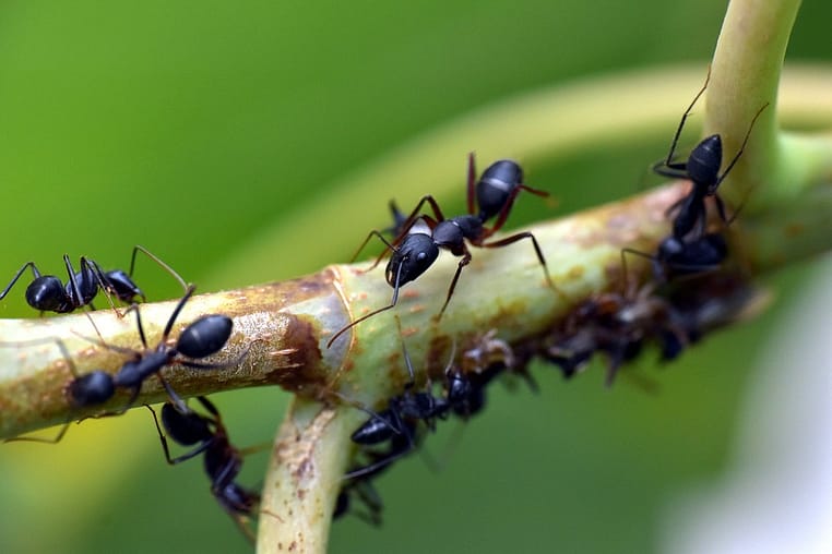 Cómo acabar con una plaga de hormigas