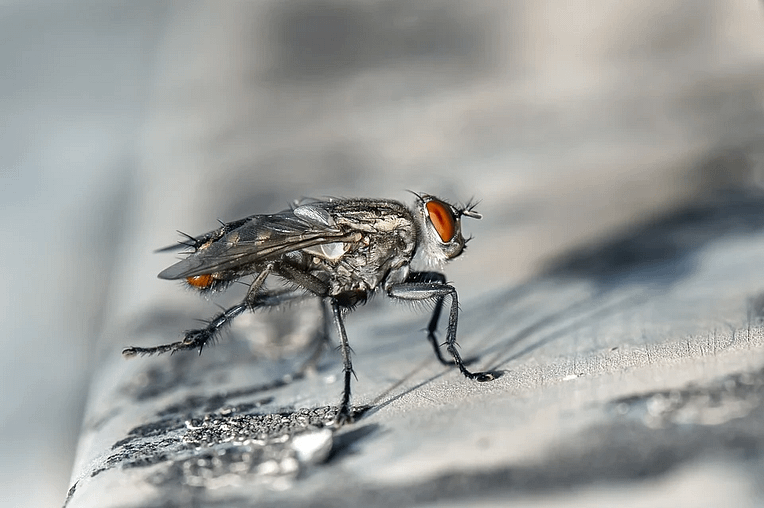 Cómo prevenir y combatir las plagas de insectos en casa